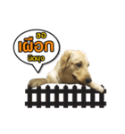 GC-Maataywadaa（個別スタンプ：6）