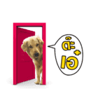 GC-Maataywadaa（個別スタンプ：10）