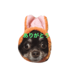 チワワのハルトくん（個別スタンプ：3）
