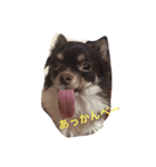 チワワのハルトくん（個別スタンプ：5）