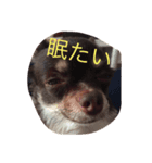チワワのハルトくん（個別スタンプ：7）