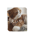 たますたんぷ2（個別スタンプ：6）