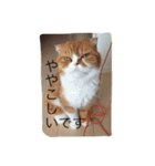 たますたんぷ2（個別スタンプ：7）