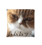たますたんぷ2（個別スタンプ：10）