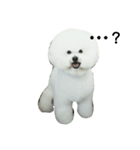 ビションフリーゼ リオ（個別スタンプ：5）