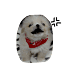 だいちゃんは犬です（個別スタンプ：2）