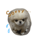 だいちゃんは犬です（個別スタンプ：3）