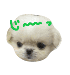 だいちゃんは犬です（個別スタンプ：4）