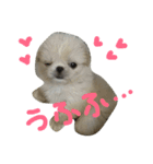 だいちゃんは犬です（個別スタンプ：5）