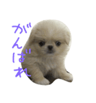 だいちゃんは犬です（個別スタンプ：6）