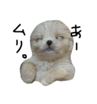 だいちゃんは犬です（個別スタンプ：7）