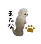 だいちゃんは犬です（個別スタンプ：9）