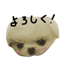 だいちゃんは犬です（個別スタンプ：10）