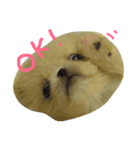 だいちゃんは犬です（個別スタンプ：11）