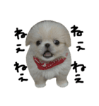 だいちゃんは犬です（個別スタンプ：12）