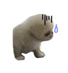 だいちゃんは犬です（個別スタンプ：13）
