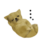 だいちゃんは犬です（個別スタンプ：14）