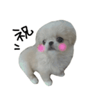 だいちゃんは犬です（個別スタンプ：15）
