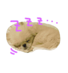 だいちゃんは犬です（個別スタンプ：16）