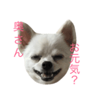 ぼくちゃんぽんた（個別スタンプ：1）