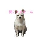 ぼくちゃんぽんた（個別スタンプ：2）