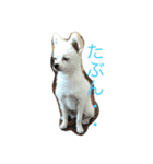 ぼくちゃんぽんた（個別スタンプ：3）