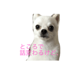ぼくちゃんぽんた（個別スタンプ：4）