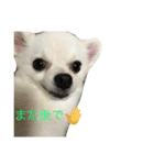 ぼくちゃんぽんた（個別スタンプ：6）