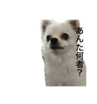 ぼくちゃんぽんた（個別スタンプ：8）