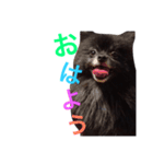 黒ポメチョコ（個別スタンプ：1）