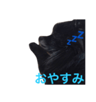 黒ポメチョコ（個別スタンプ：2）