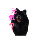 黒ポメチョコ（個別スタンプ：3）