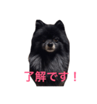 黒ポメチョコ（個別スタンプ：4）