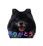 黒ポメチョコ（個別スタンプ：6）