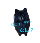 黒ポメチョコ（個別スタンプ：7）