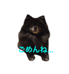 黒ポメチョコ（個別スタンプ：8）