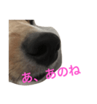シェルティのべるこさん（個別スタンプ：6）