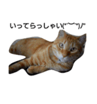 茶トラ 猫のムック（個別スタンプ：3）