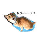 茶トラ 猫のムック（個別スタンプ：5）