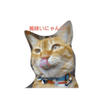茶トラ 猫のムック（個別スタンプ：6）