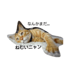 茶トラ 猫のムック（個別スタンプ：7）