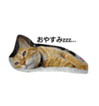 茶トラ 猫のムック（個別スタンプ：8）