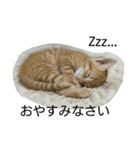 茶トラ 猫のムック（個別スタンプ：9）