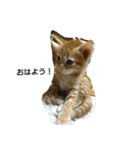 茶トラ 猫のムック（個別スタンプ：10）