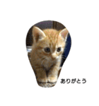 茶トラ 猫のムック（個別スタンプ：11）