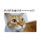 茶トラ 猫のムック（個別スタンプ：12）