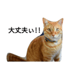 茶トラ 猫のムック（個別スタンプ：13）