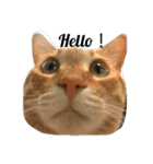 茶トラ 猫のムック（個別スタンプ：14）