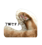 茶トラ 猫のムック（個別スタンプ：15）