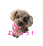 可愛いのんちゃんの挨拶（個別スタンプ：1）